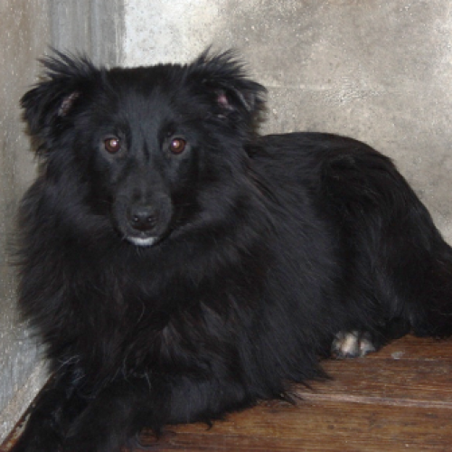 mirtillo