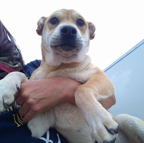 mix_sharpei