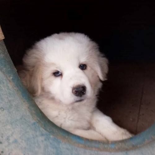 molly_pet_village