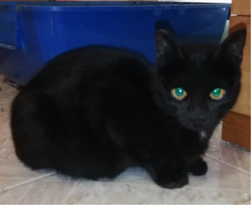 morgana_1_copy