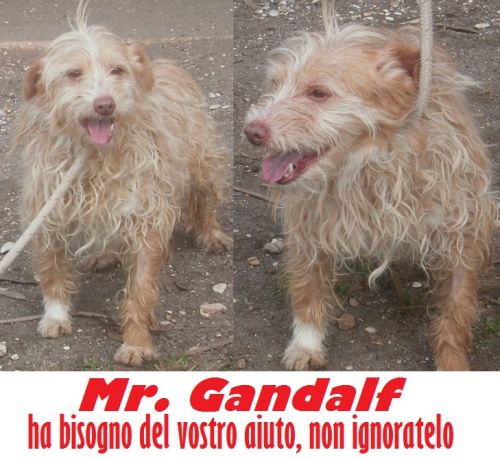 mr_gandalf_2_box_68_cucciolissimi_copy