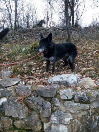 nerina_fidolandia_1