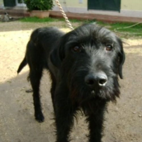 nerone