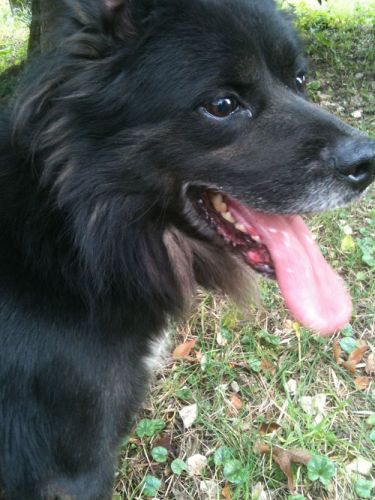 nerone_dolcissimo