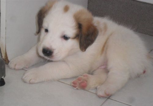 oliver