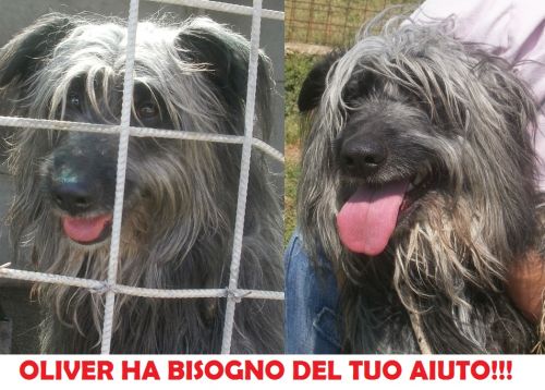oliver_37_CUCCIOLISSIMI_copy_copy