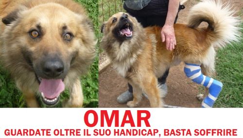 omar_CUCCIOLISSIMI