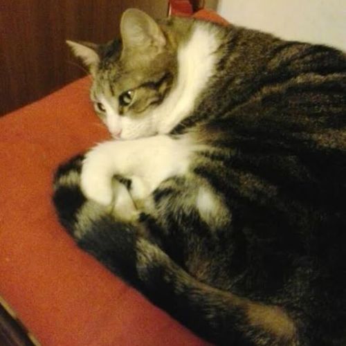 pallina_micia