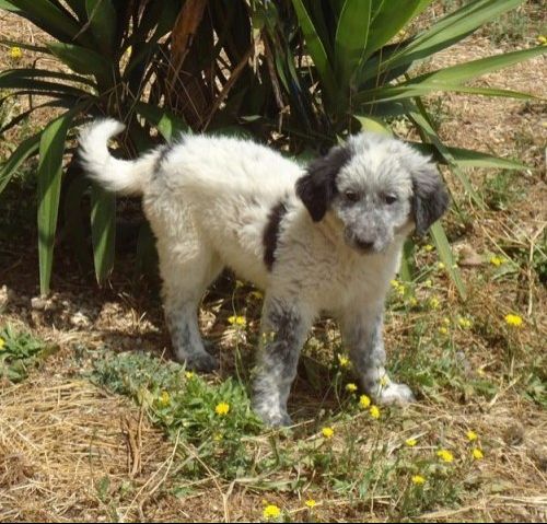 pandina__Pet_Village