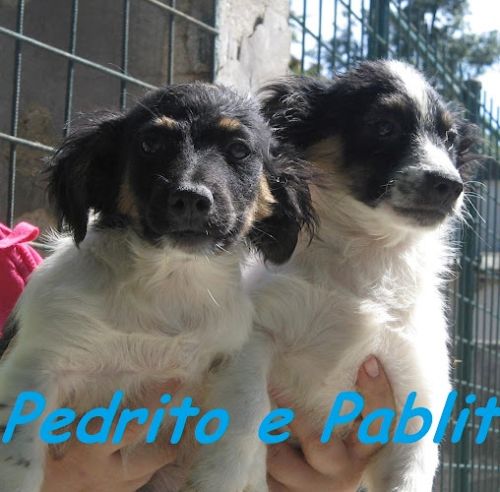 pedrito_e_pablito_zampette_amiche