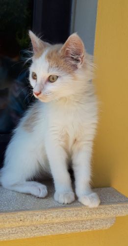 perla_20190708-WA0017