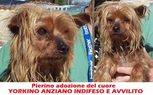 pierino_appello