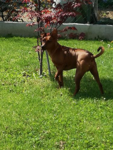 pino_pinscher2