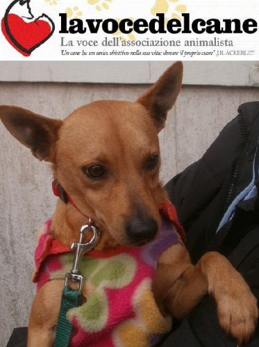 pinuccio