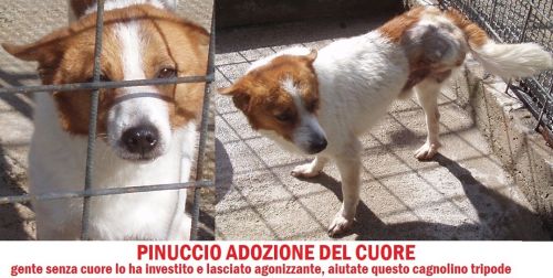 pinuccio_cagnolino_tripode_cucciolissimi