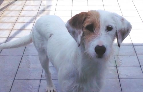 raimonda