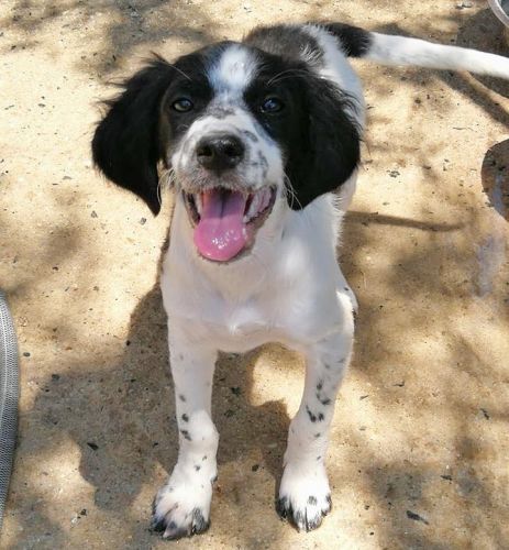 rocky_setter_1