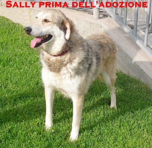 sally_ieri