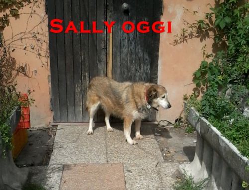 sally_oggi_1