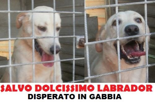 salvo_appello