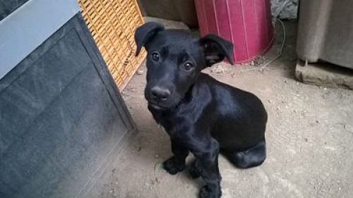 shiva_tendilazampa_opt