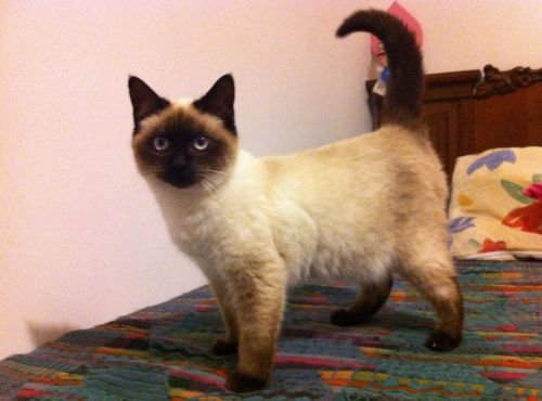 siamese