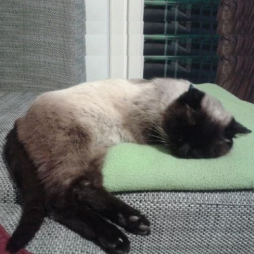 siamese3