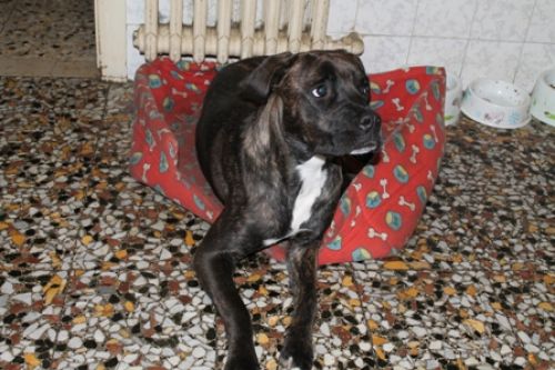 smarrita_arezzo