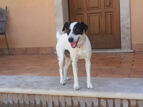 smarrita_gallicano