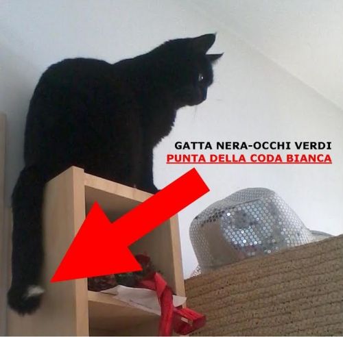 smarrita_pesaro