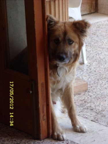 smarrito_alberona1