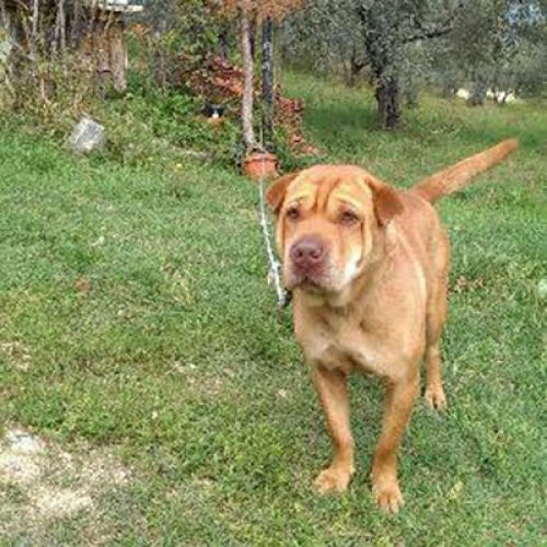 smarrito_ferentino