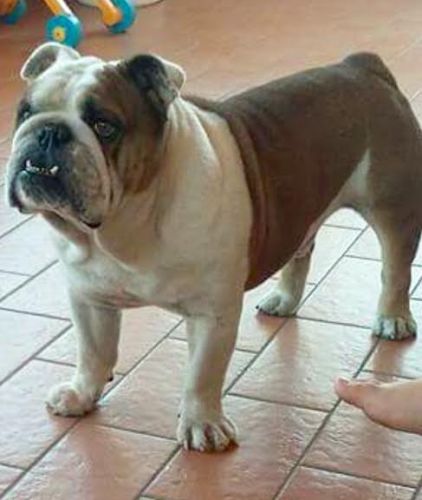 Cucciolissimi Org Cucciolissimi Sottratto Da Casa Bulldog Inglese Di 5 Anni Aprilia Lt Adozioni Canili Roma