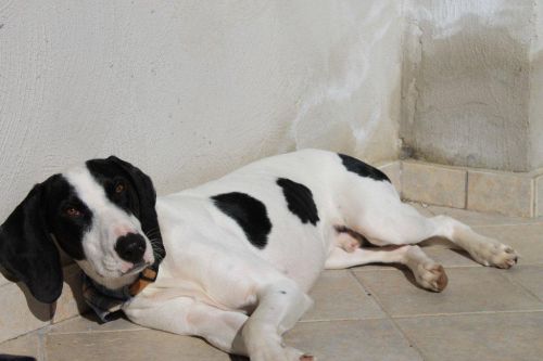 Cucciolissimi Org Cucciolissimi Smarrito Giovane Pointer Bianco E Nero A Monterosi Vt Adozioni Canili Roma