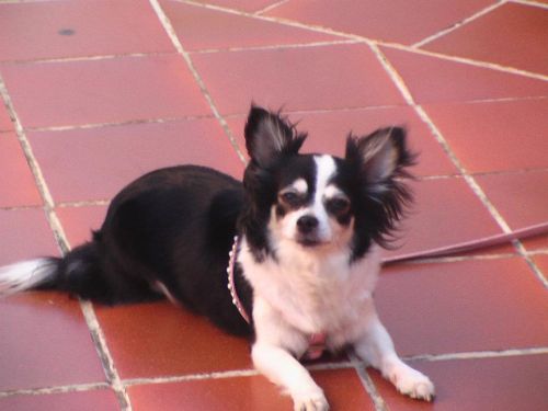 smarrito_papillon
