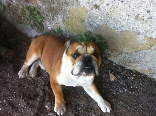 Cucciolissimi Org Cucciolissimi Smarrito Bulldog Inglese In Zona Ponte Di Nona Rm Adozioni Canili Roma