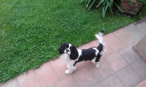 smarrito_roma_copy