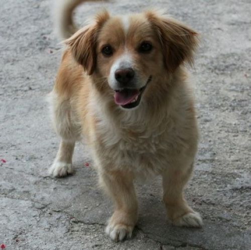 Cucciolissimi Org Cucciolissimi Smarrito Piccolo Meticcio Bianco E Arancio A Veroli Fr Adozioni Canili Roma