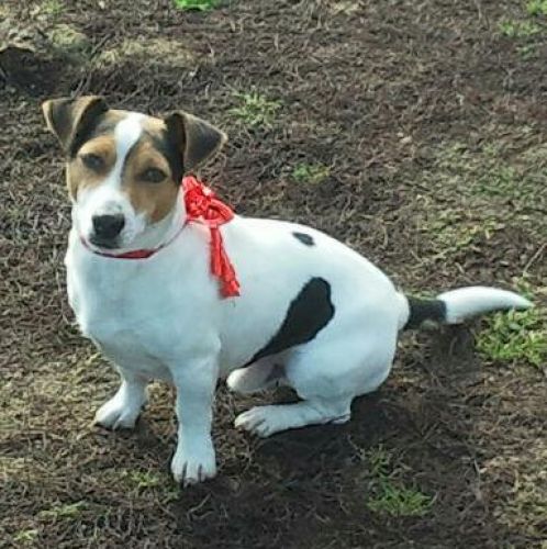 Cucciolissimi Org Cucciolissimi Smarrito Jack Russell Bianco Con Macchie Nere E Marroni In Zona Pratoni Del Vivaro Rm Adozioni Canili Roma