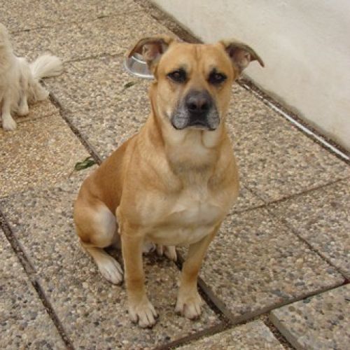 spillo1