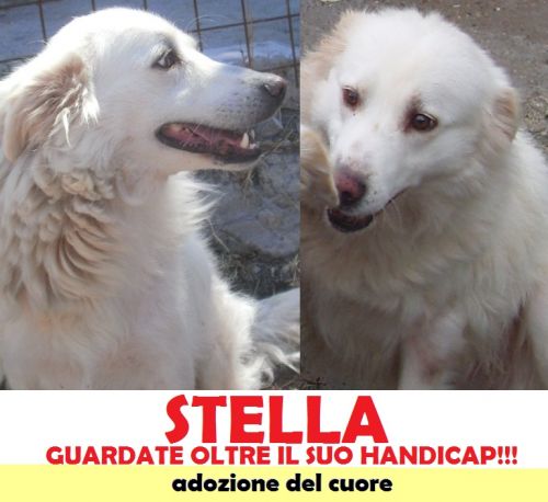 stella_sos