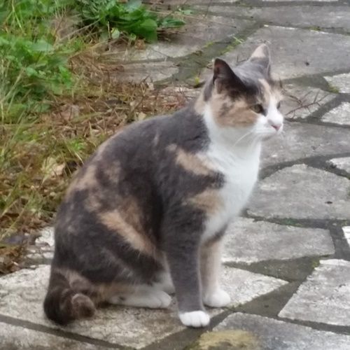 sterilizzazioni__gatti_2016_00