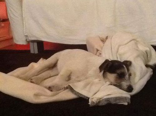 taco2_tendilazampa_copy