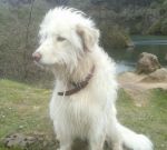 0smarrita_ansedonia1