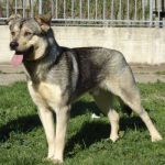 100-13_canile_muratella