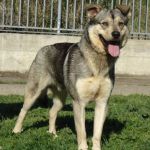 100-13_canile_muratella_3