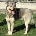 100-13_canile_muratella_4