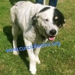 1012-15_canile_muratella_2