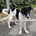 1015-13_canile_muratella_1