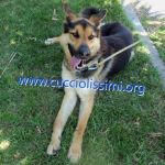1027-13_canile_muratella_1